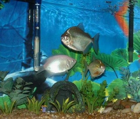 1978 Ford Bronco - A freshwater aquarium scene three fish, aquatic plants, and a submersible heater.