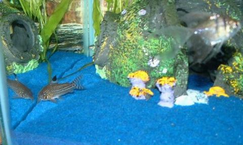 1978 Ford Bronco - Aquarium scene with fish and decorative elements, including a visible website watermark.