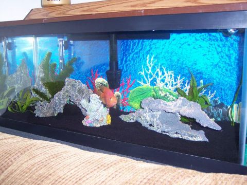 1978 Ford Bronco - A fish tank scene with a bright blue background and various decorations.