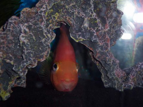 1978 Ford Bronco - An orange fish peers out from its rocky hideaway in an aquarium.