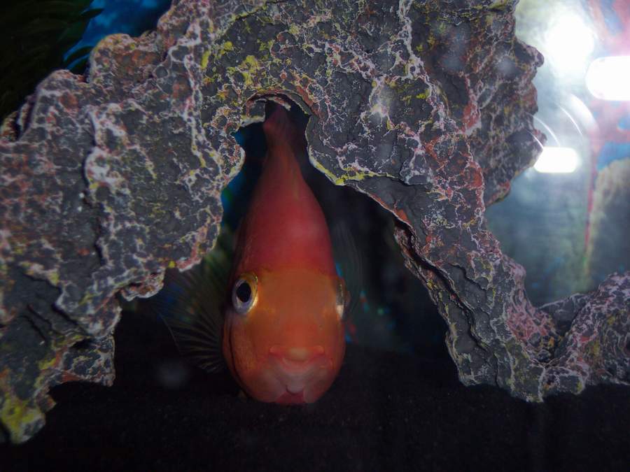 Orange fish peeking from behind aquarium rock decoration