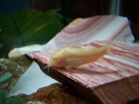 1978 Ford Bronco - This image shows an albino Corydoras catfish resting on decorative aquarium substrate, not a 1978 Ford Bronco.