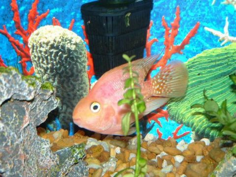 1978 Ford Bronco - A fish swims among artificial coral and plants in a home aquarium.