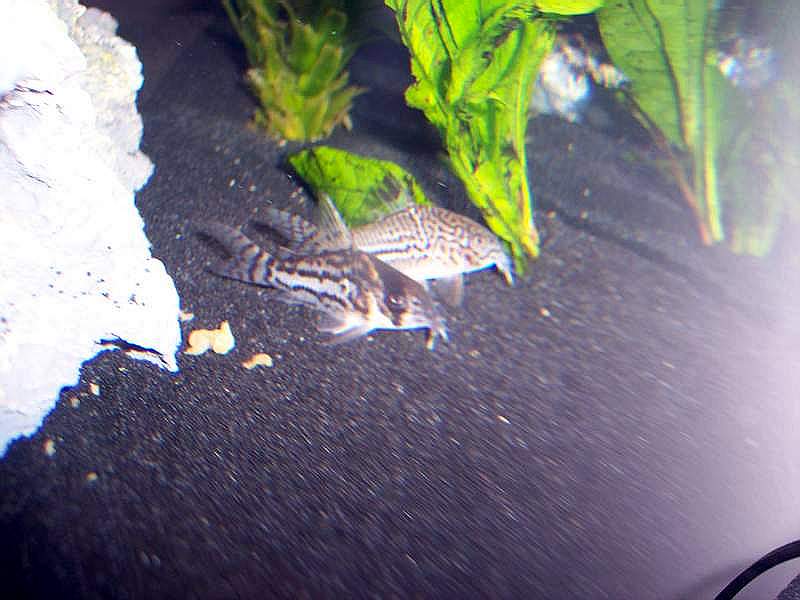 Two small striped fish swim in a dark aquarium with green plants and a white rock