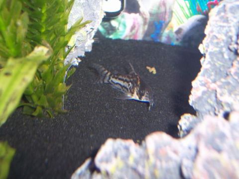 1978 Ford Bronco - A striped catfish navigates the substrate of its aquarium home, surrounded by aquatic plants and rock formations.