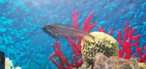 1978 Ford Bronco - A glass catfish is pictured in its aquarium habitat, surrounded by colorful coral and sponges.