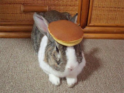 1995 Ford F-150 - Your argument that I spent too much is invalid....here is a bunny with a pancake on its head.