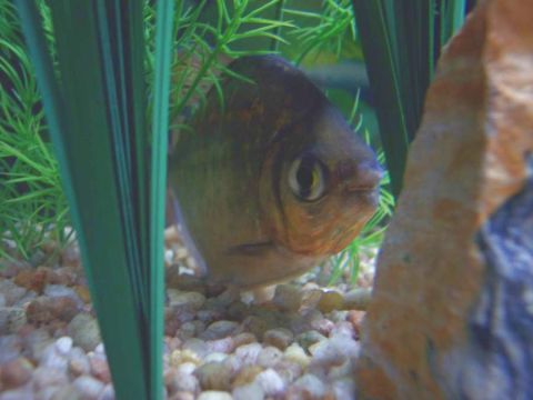 1978 Ford Bronco - A fish swims among aquatic plants in a gravel-bottomed aquarium.