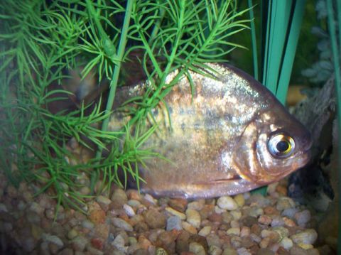 1978 Ford Bronco - A fish is partially hidden by green aquatic plants in its tank.