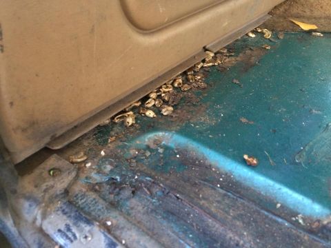 1990 Ford Bronco - Little bit-o-corn