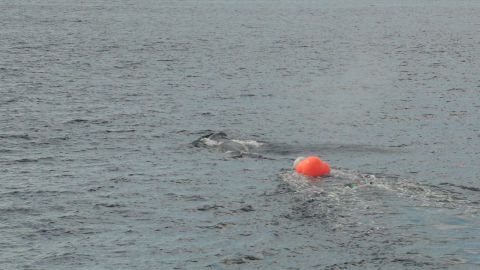 1991 Ford Bronco - Orange buoy floating in the water, leaving a wake behind it.