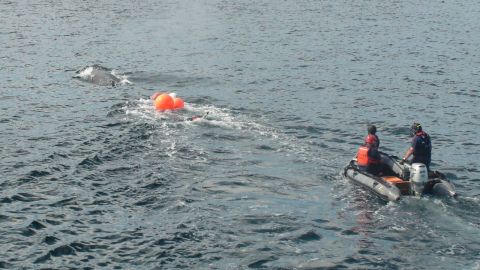 1991 Ford Bronco - Two people in an inflatable boat observe a whale near orange buoys in the water.