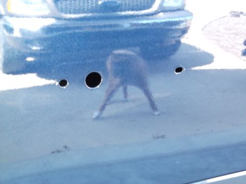 2005 Ford F-150 - Person's reflection on a blue car hood, showing three circular holes.