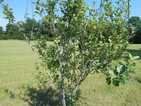1992 Ford Bronco - A young apple tree with developing fruit stands in a sunny, grassy field under a clear blue sky.