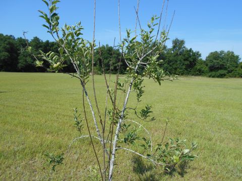 1992 Ford Bronco - A young tree stands in a vast, green field on a sunny day.