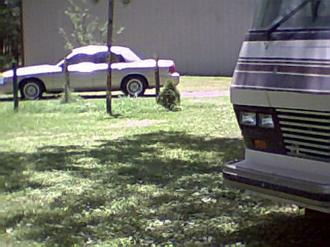 1999 Ford Crown Victoria photo