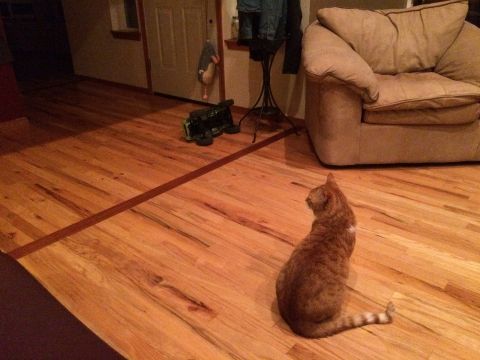 1989 Ford Bronco - An orange cat surveys its domain from a wooden floor, with a toy car nearby.