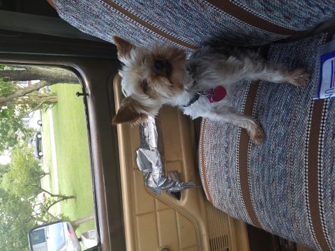 1979 Ford Bronco - A small dog sits on the passenger seat of a vehicle, with a view of the outdoors through the window.