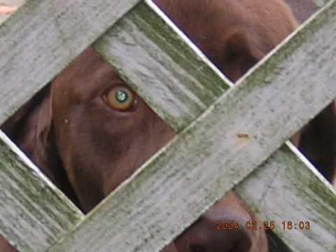 1984 Chevrolet Blazer - A dog's eye is visible through the gaps in a wooden fence.