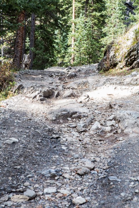 1996 Ford Bronco - A rocky, uneven hiking trail winds through a dense forest of pine trees. Sunlight filters through the canopy, casting shadows on the path.