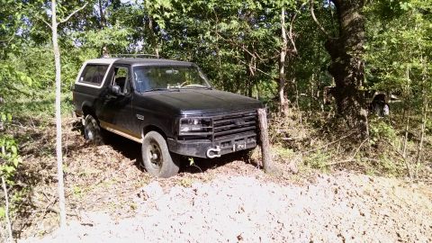 1983 Ford Bronco - This sickly tree is in my way, so I've already cut most of it off. But I left enough to get the roots out, after some loosening...