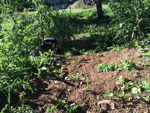 1989 Ford Bronco - A remote-controlled rock crawler vehicle is navigating a dirt path surrounded by lush green vegetation and rocks.