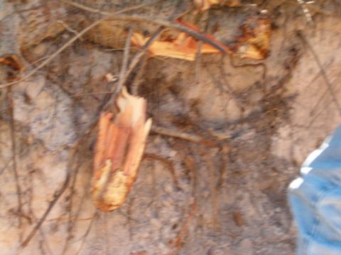 1991 Ford Bronco - The root he was stuck on in the rear, ended up with some it in his bead.