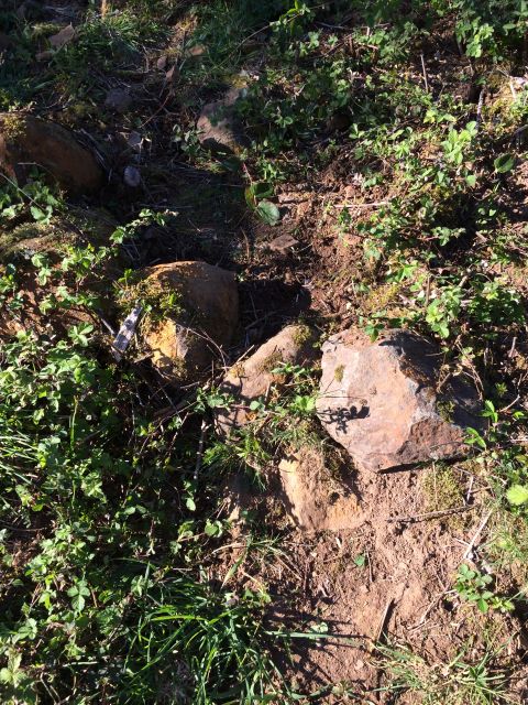 1989 Ford Bronco - A natural scene with rocks and plants, not a vehicle.