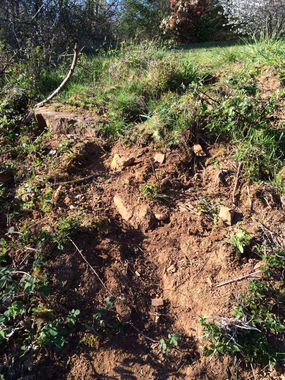 Overgrown hillside with disturbed earth and scattered rocks