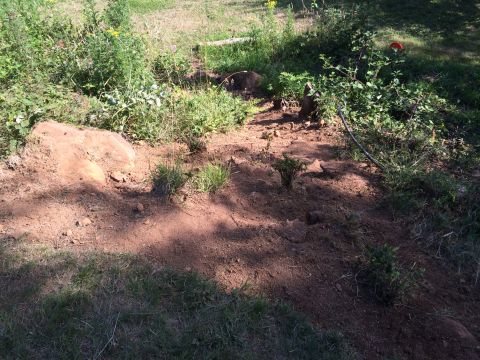 1989 Ford Bronco - A patch of disturbed earth and overgrown plants suggests recent activity.