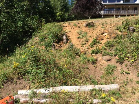 1989 Ford Bronco - A hillside with overgrown vegetation and logs in the foreground, with a house visible in the upper background.