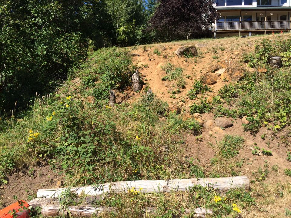 overgrown hillside with logs in foreground, house in background