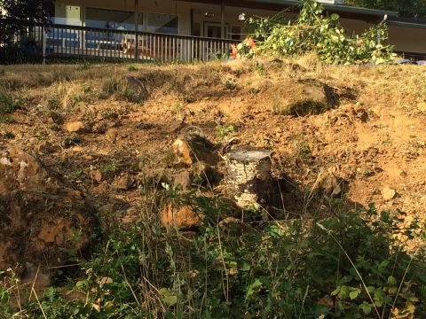 1989 Ford Bronco - A view of a house and a wooded hillside, a prominent tree stump in the foreground.