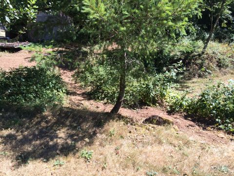 1989 Ford Bronco - A sun-dappled hillside with dry grass and a young pine tree is visible.