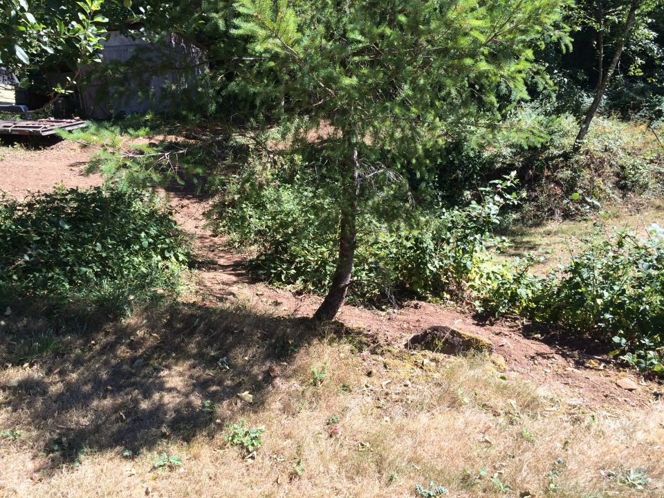Wooded hillside with dry grass in the foreground and a small pine tree