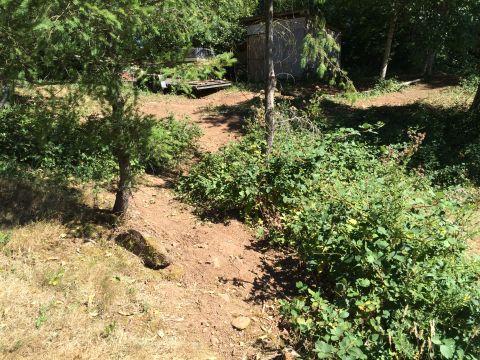 1989 Ford Bronco - A neglected outdoor area features a small shed and scattered debris amongst dense vegetation.