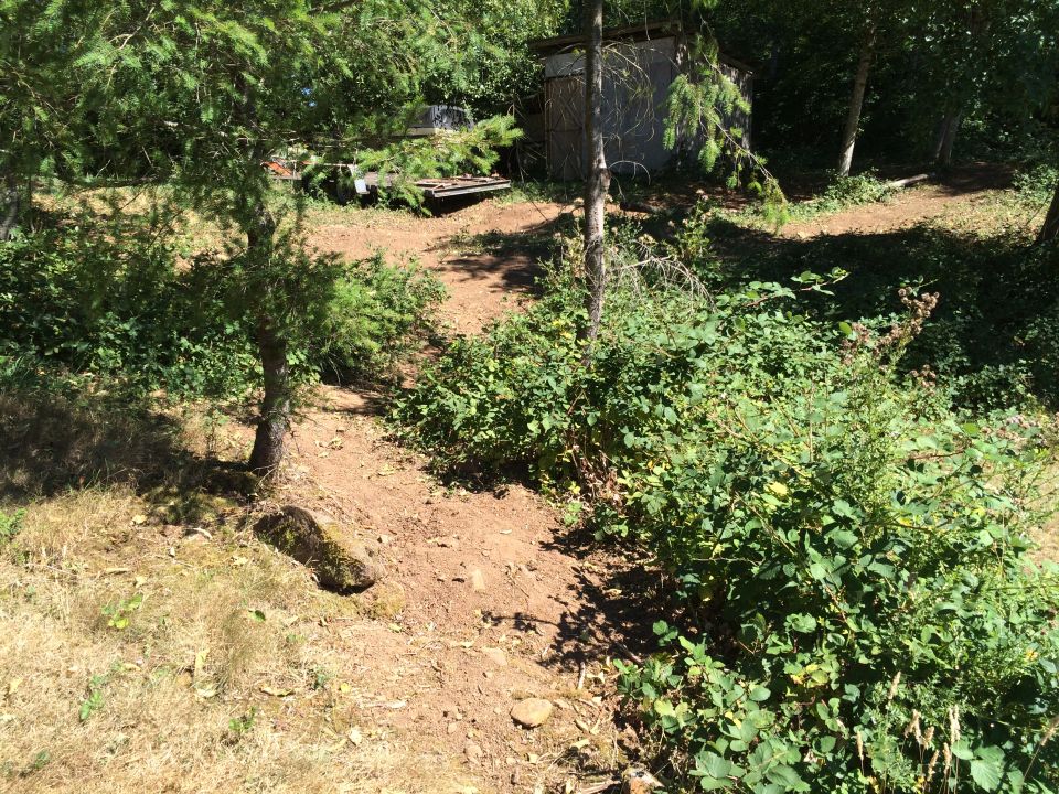 overgrown yard with a shed, some wood debris, and trees