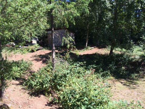 1989 Ford Bronco - A shed sits in a wooded area with overgrown vegetation.