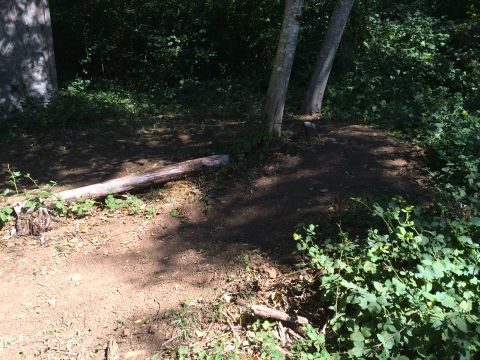 1989 Ford Bronco - A dirt path winds through a wooded area, with a large fallen tree trunk lying across the trail.