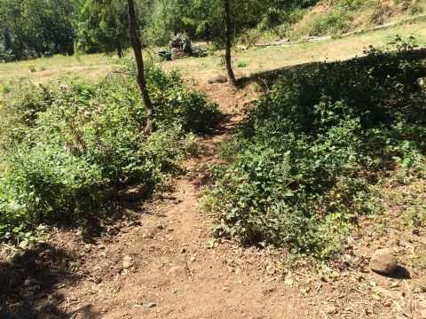 1989 Ford Bronco - A narrow dirt path leads through a heavily vegetated area with trees and bushes.