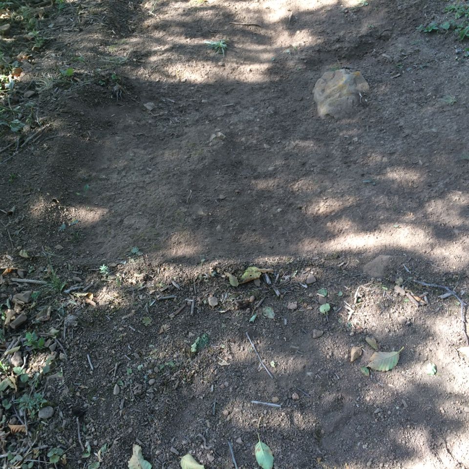 A dirt path with scattered leaves and shadows from overhead trees.