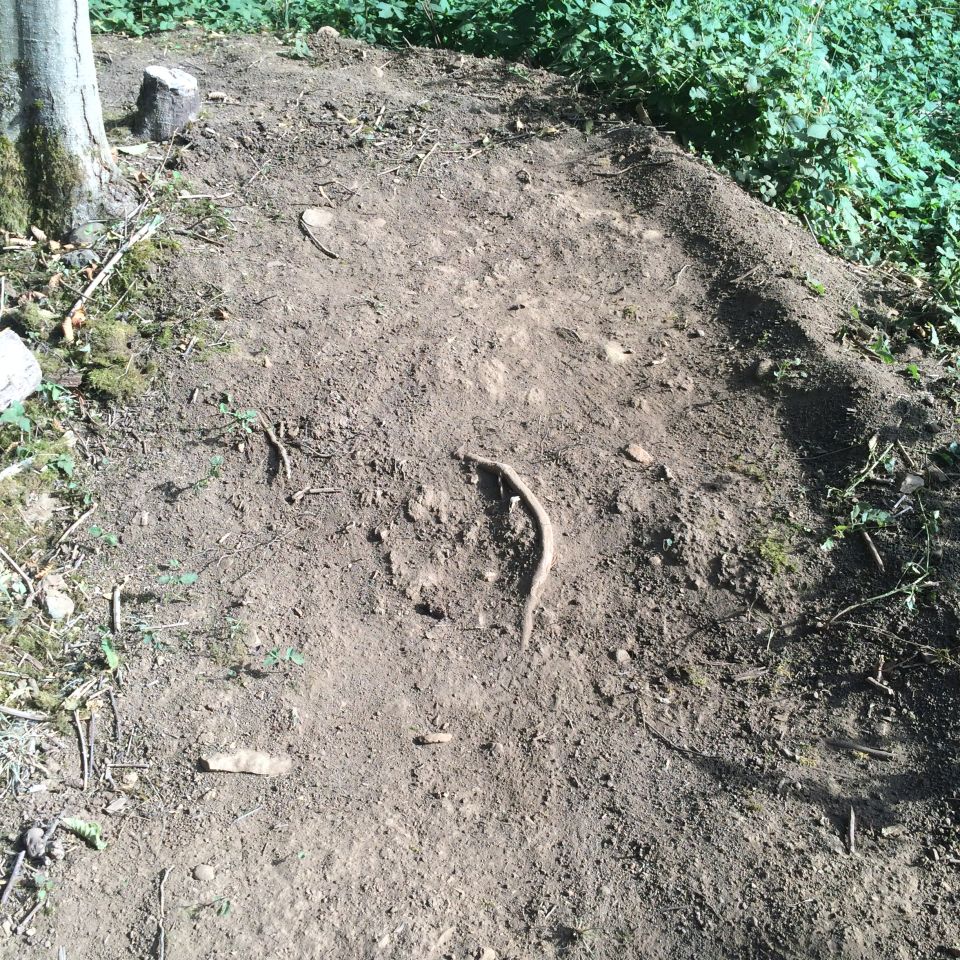 Dirt path with tree roots and green plants