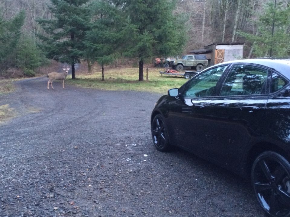 Black Dodge Dart sedan parked on a gravel driveway with a deer nearby.