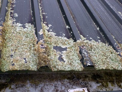 1969 Lincoln Continental - Corrugated metal roof showing significant lichen and moss growth, with a Supermotors.net watermark.