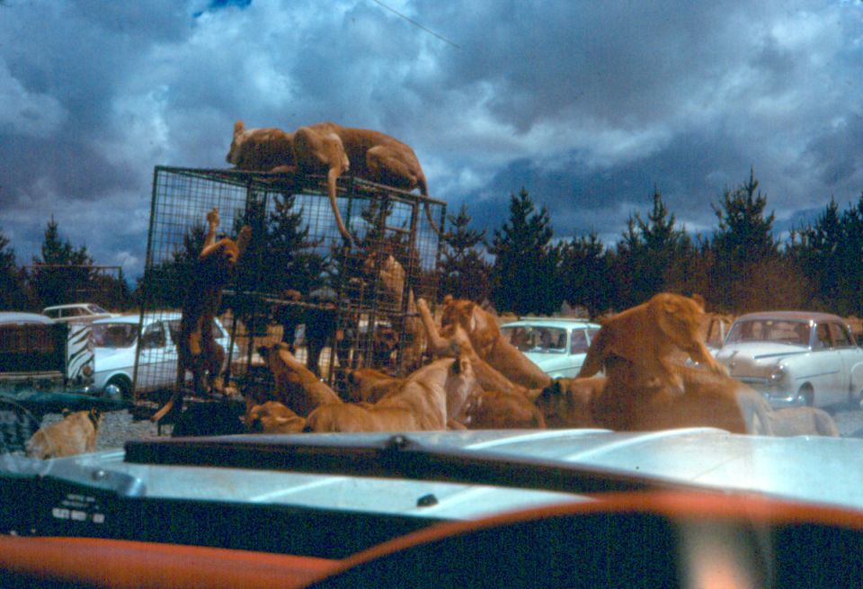 Lions interacting with a cage next to vintage cars.