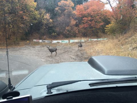 1988 Ford Bronco - The hood and windshield of a light-colored SUV are visible in the foreground, with two deer standing in a dirt lot behind it. Autumn foliag…