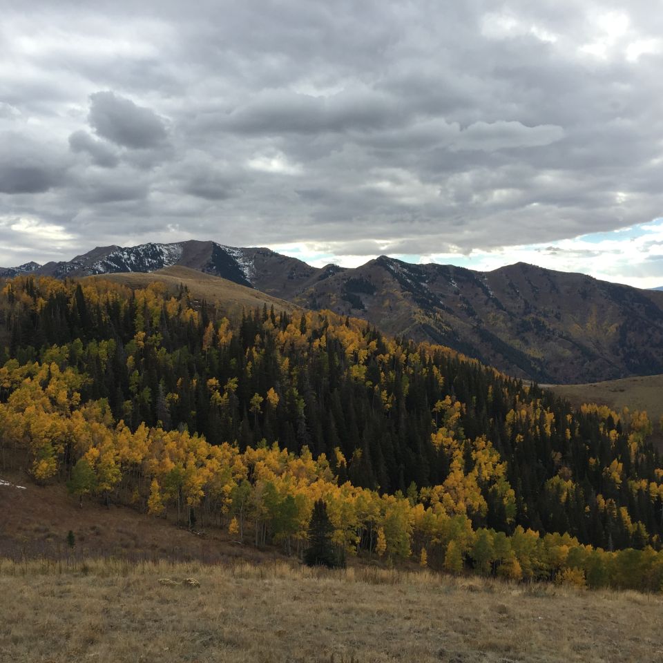 Mountain slope with yellow and green trees under a cloudy sky.