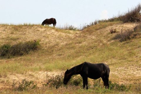 1979 Ford Bronco - Two horses graze on a grassy sand dune under a clear sky. One horse is dark brown and in the foreground, while the other is a lighter brown…
