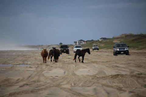 1979 Ford Bronco - Several wild horses walk on a sandy beach near several SUVs and trucks. The horses are in the foreground, with vehicles and houses in the b…