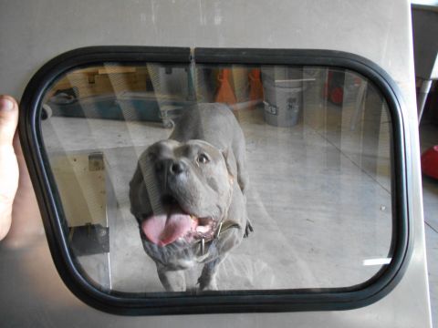1992 Ford Bronco - A dog peers through a window frame, its tongue hanging out.